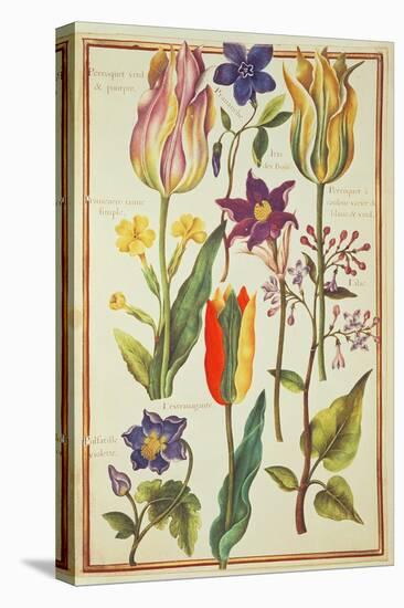 Flower Studies-Nicolas Robert-Stretched Canvas