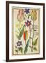 Flower Studies-Nicolas Robert-Framed Giclee Print