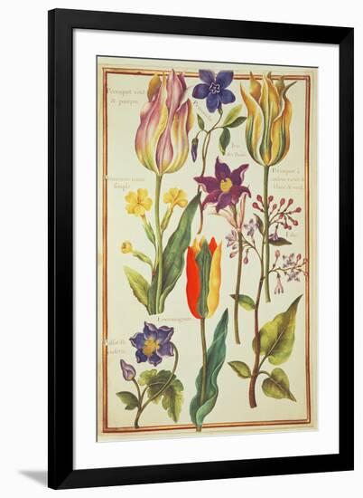 Flower Studies-Nicolas Robert-Framed Giclee Print