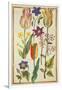 Flower Studies-Nicolas Robert-Framed Giclee Print