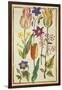 Flower Studies-Nicolas Robert-Framed Giclee Print