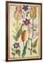 Flower Studies-Nicolas Robert-Framed Giclee Print