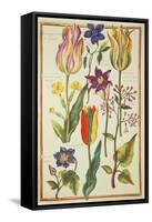 Flower Studies-Nicolas Robert-Framed Stretched Canvas