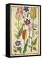 Flower Studies-Nicolas Robert-Framed Stretched Canvas