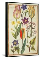 Flower Studies-Nicolas Robert-Framed Stretched Canvas