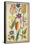 Flower Studies-Nicolas Robert-Framed Stretched Canvas