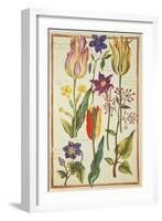 Flower Studies-Nicolas Robert-Framed Giclee Print