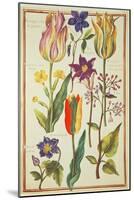 Flower Studies-Nicolas Robert-Mounted Giclee Print