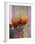 Flower, Tucson Botanical Gardens, Arizona, USA-Merrill Images-Framed Photographic Print