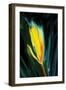 Flower Unkown 5-Rabi Khan-Framed Art Print