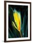 Flower Unkown 5-Rabi Khan-Framed Art Print