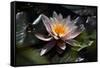 Flower Water Lilies-olegkozyrev-Framed Stretched Canvas