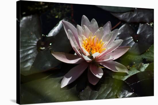 Flower Water Lilies-olegkozyrev-Stretched Canvas