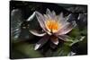 Flower Water Lilies-olegkozyrev-Stretched Canvas