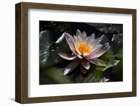 Flower Water Lilies-olegkozyrev-Framed Photographic Print