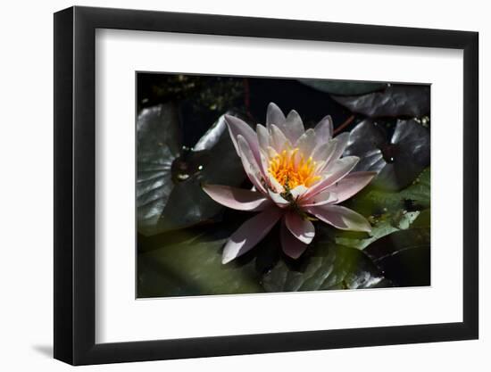 Flower Water Lilies-olegkozyrev-Framed Photographic Print