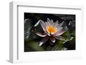 Flower Water Lilies-olegkozyrev-Framed Photographic Print