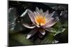 Flower Water Lilies-olegkozyrev-Mounted Photographic Print