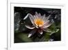 Flower Water Lilies-olegkozyrev-Framed Photographic Print