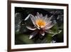 Flower Water Lilies-olegkozyrev-Framed Photographic Print