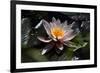 Flower Water Lilies-olegkozyrev-Framed Photographic Print