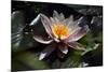 Flower Water Lilies-olegkozyrev-Mounted Photographic Print