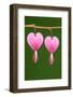 Flower, Watery Heart, Dicentra Spectabilis, Detail, Blooms-Herbert Kehrer-Framed Photographic Print