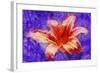 Flower XI-Fernando Palma-Framed Giclee Print