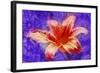 Flower XI-Fernando Palma-Framed Giclee Print