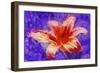 Flower XI-Fernando Palma-Framed Giclee Print