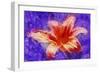 Flower XI-Fernando Palma-Framed Giclee Print
