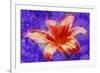 Flower XI-Fernando Palma-Framed Giclee Print