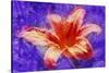 Flower XI-Fernando Palma-Stretched Canvas