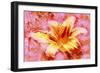 Flower XII-Fernando Palma-Framed Giclee Print