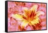 Flower XII-Fernando Palma-Framed Stretched Canvas