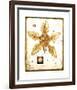 Flower-Tighe O'Donoghue-Framed Limited Edition