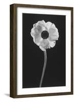 Flower-Graeme Harris-Framed Photographic Print