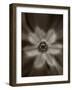 Flower-Graeme Harris-Framed Photographic Print