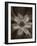 Flower-Graeme Harris-Framed Photographic Print