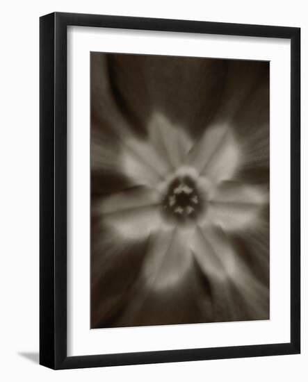 Flower-Graeme Harris-Framed Photographic Print