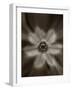 Flower-Graeme Harris-Framed Photographic Print