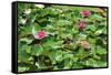 Flower-Fotomag-Framed Stretched Canvas