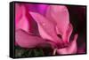 Flower-Gordon Semmens-Framed Stretched Canvas