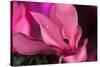 Flower-Gordon Semmens-Stretched Canvas