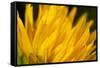 Flower-Gordon Semmens-Framed Stretched Canvas