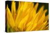 Flower-Gordon Semmens-Stretched Canvas