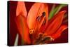 Flower-Gordon Semmens-Stretched Canvas