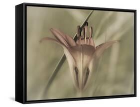 Flower-Gordon Semmens-Framed Stretched Canvas