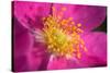 Flower-Gordon Semmens-Stretched Canvas