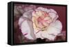 Flower-Gordon Semmens-Framed Stretched Canvas